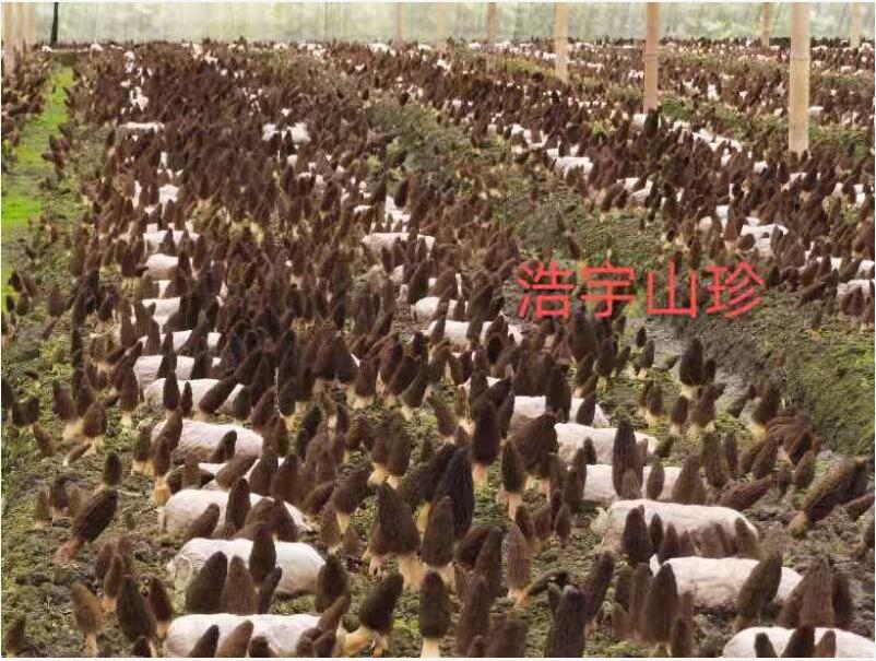 &#31859;&#20848;&#23448;&#26041;&#32593;&#39029;&#29256;&#45;&#31859;&#20848;&#40;&#20013;&#22269;&#41;